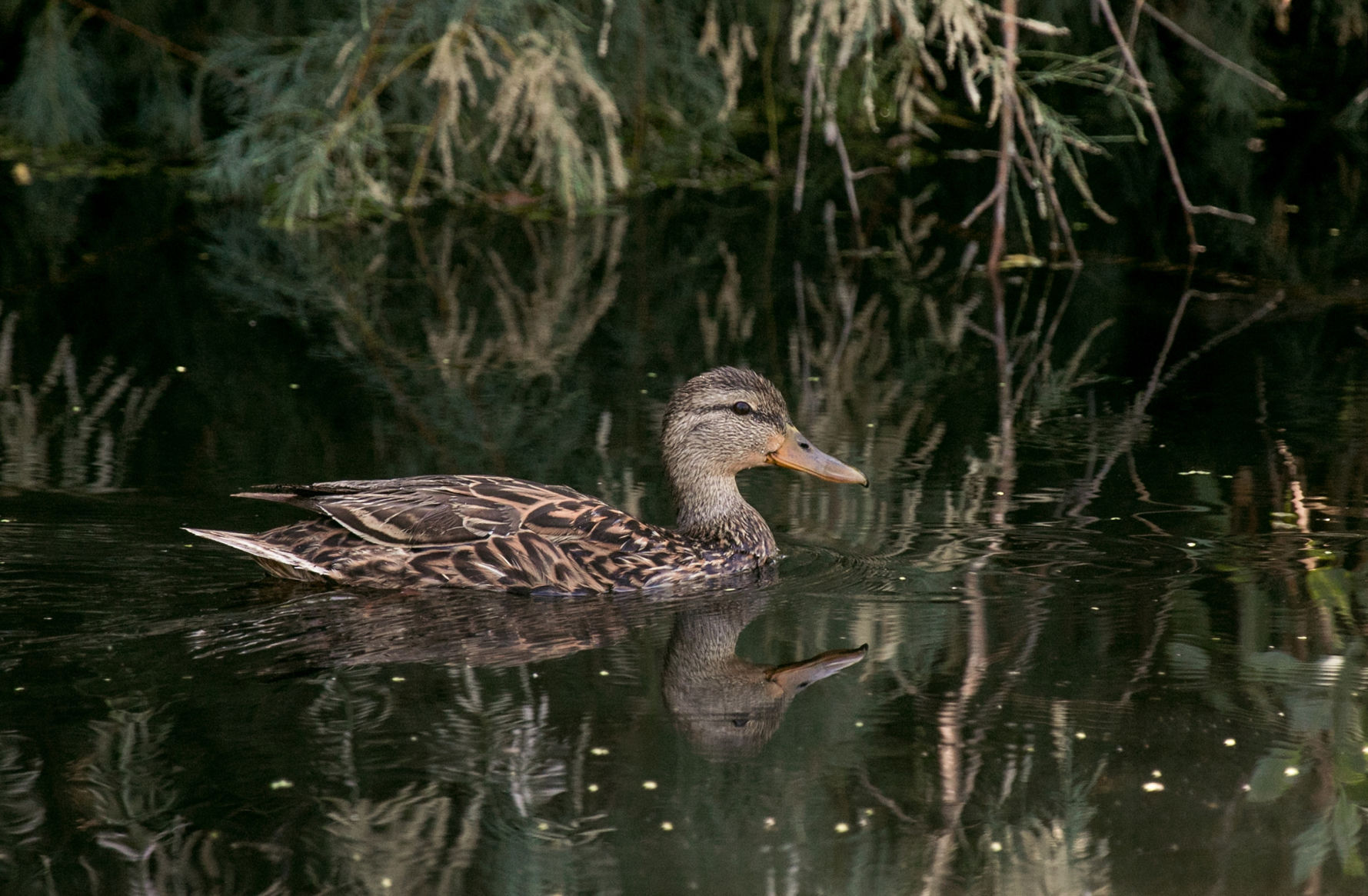 Lower Santa Cruz River